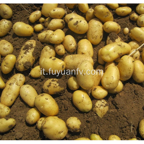 esportazione di patate fresche olandesi in Srilanka
